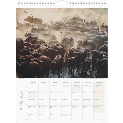 Burde 2026 Väggkalender, Savannen