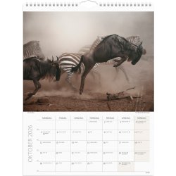Burde 2026 Väggkalender, Savannen