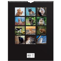 Burde 2026 Väggkalender, Stora Kattkalendern