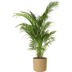 Elho B.for Soft Blomkruka, 18 cm, golden sand