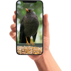 CapableX Fågelbräda med kamera