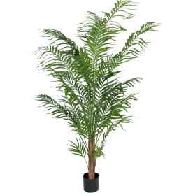 Areca palm, H 180 cm