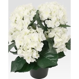 Hortensia 35 cm, hvid