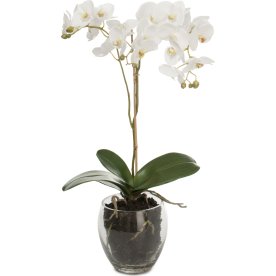 Orkidé i glasskål, vit. H 65 cm