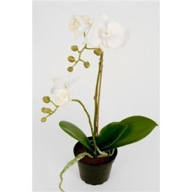 Orkide hvid H45 cm